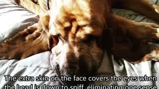 Bloodhounds: A Special Breed with Otis