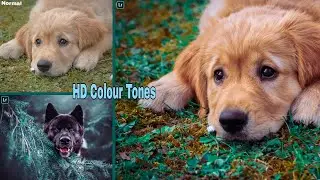 Animal Blue Color Photo Editing  | Lightroom Preset  Dog Photo Editing