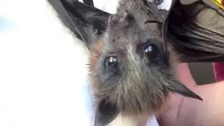 Cute baby bat called Sparrow, squeaks