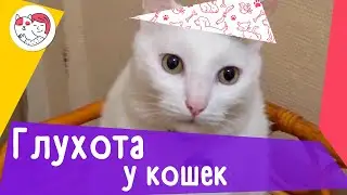 4 признака потери слуха у кошек