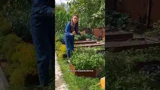 Красивый и удобный огород - реально с нашими грядками #огород #дачасадогород #грядкивпорядке #грядки