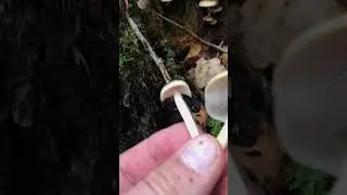 Будучи в грибном тренде, не отравись!