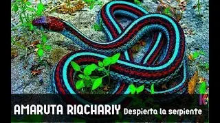 Amaruta Riqchariy-Despierta la energía del cosmos y la pachamama en tí.