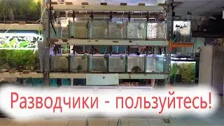 Разводчики пользуйтесь