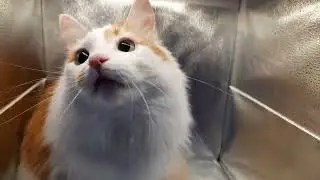 Лучик и Космические Пираты!