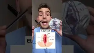 What is the clitoris? 