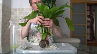 Вабикуса эхинодорус через месяц