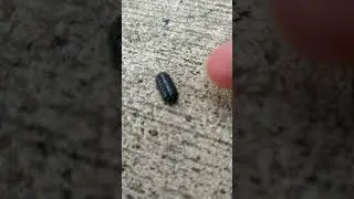 Roly-Poly Rolls up into a ball