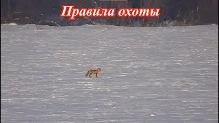Охота на лисицу  Правила охоты