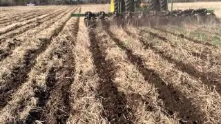 New Dawn Pluibus Strip-till in field 145 wheat stubble.