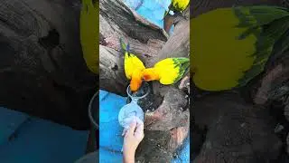 I feed the food to little tiny birds