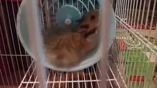Вечерний влог...с татошей.🐹