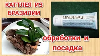 Как посадить Каттлею, субстрат для орхидей, условия содержания для адаптации орхидеи.