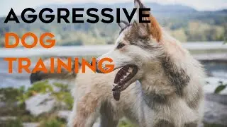 🔥 How to Train an Aggressive Dog the Right Way - Get Free Dog Training