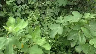 Инжир, как из 