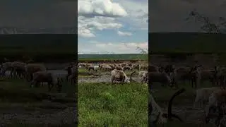 Стадо упряжных оленей отдыхает на пастбище. #природа #reindeer #nomads #полярныйурал