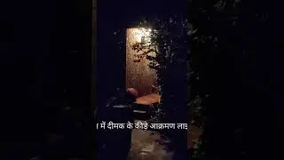 Barish ke bad akarman krte hue deemak ke keede | Youtube shorts | Termite | Deemak Ke keede