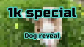1,000 Subscriber Dog reveal 😳