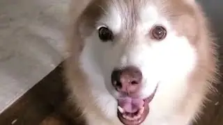 Your FluffMaster 10000 #Shorts