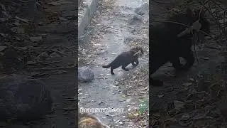 Эй,Уголек, привет! 🐻🐾/Bear Mansur
