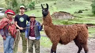 The Llamas of Chavin Culture