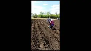 Посадка картофеля