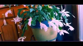 Fleurs-de-Viv Nov 30, 2015 Loranger LA