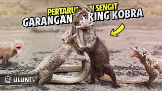Snake ( Cobra ) vs Mongoose Real Fight || Animal Fight