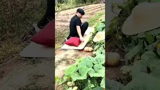 কুমড়ো পাহাড়া দেয়ার অসাধারণ বুদ্ধি #funny video #shortvideo #shortviral