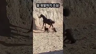 말 뒷발차기 조심#붉은 말의 해#animals #동물 #말