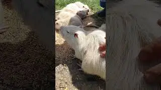 Лишних пальцев нету😁 нутрии 
