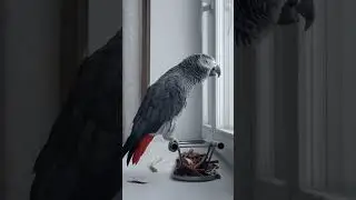 Попугай Гоша#Хорошка. Утренняя "распевка" попугая Гоши ..)