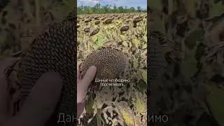 Считаем элементы продуктивности #сельскоехозяйство #агроном #фермер #урожайность #подсолнечник #farm