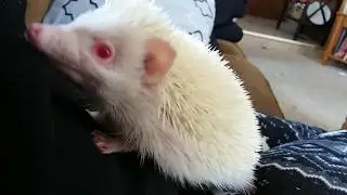 Dickie Prickles