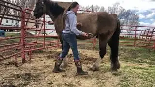 Horse Grooming