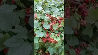 Какого же цвета лето? 😊