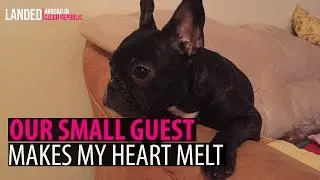 THE SWEETEST FRENCH BULLDOG