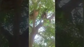 Chicks On Tree 🤣🤣 