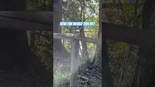 SQUIRREL!! Pt 45. #squirrelvideo #squirrels #squirrel #nature #cuteanimal #running #wildlife