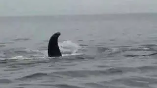 Humpback checks the weather!