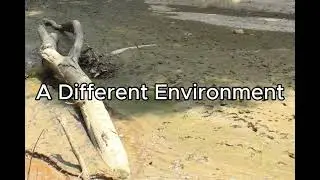 A Different Environment (A Quicksand Story Narration)