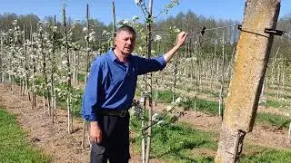 Обустройство шпалеры в моём яблоневом саду.