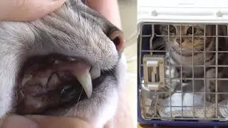 猫の歯石取り（スケーリング）に行ってきました