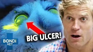 Vet Burns Off Eye Ulcer On Owl 🦉 | Bondi Vet Clips | Bondi Vet