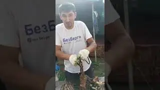 Bu hazil prikol Surxondaryo Qashqadaryo bormi