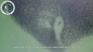 Great white sharks movements tracked using drones.