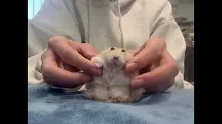 Big Fat Mouse User Guide and Instructions #CutePets #CuteRatAtHome #Hamster🐹 #LittleHamster #RatO...