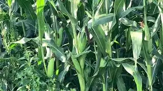 Outdoor Grow ￼