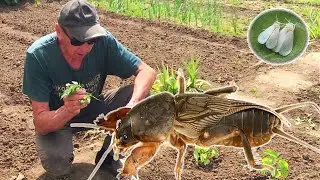 Самый эффективный способ борьбы с  МЕДВЕДКОЙ!