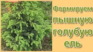 Сделайте это, чтобы голубая ель была пышной. 👍💯х